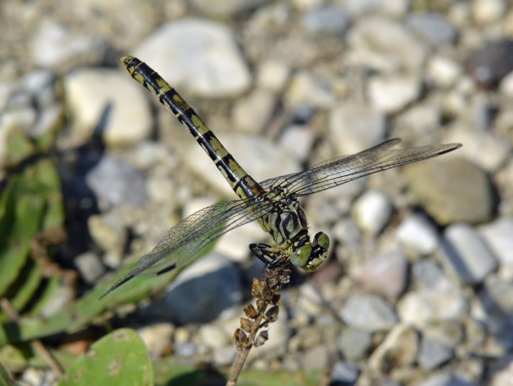 Onychogomphus forcipatus forcipatus, femmina